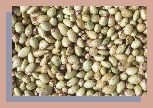 seeds.BMP (17926 bytes)
