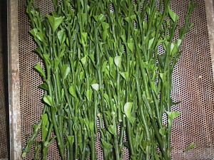 Borbulhas99.jpg (51009 bytes)