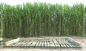 Estaleiro1.jpg (40816 bytes)